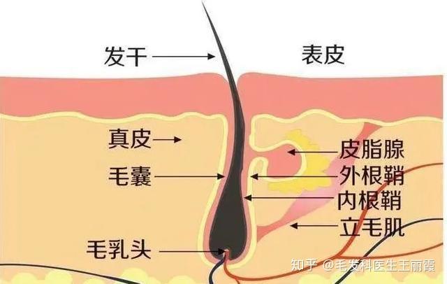 人的头发到底有多少根？文末的这道题你猜不到 - 知乎