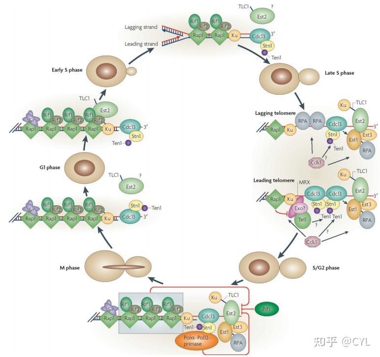 【文献翻译】How telomeres are replicated - 知乎
