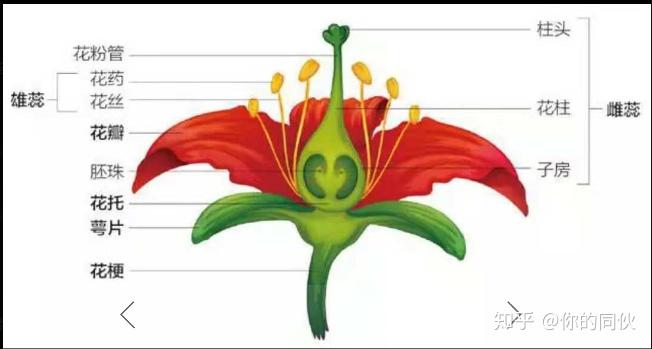 你知道什么叫一朵完整的花吗 植物学家告诉你 这个问题不简单 知乎