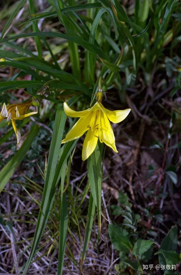 生态客分科识花图鉴14阿福花科