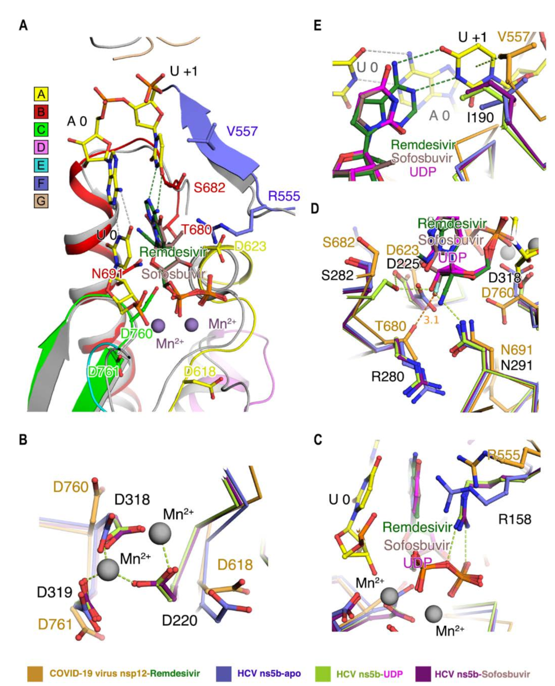 Science丨解析新冠病毒RNA依赖RNA聚合酶(瑞德西韦靶点)高分辨率结构 - 知乎