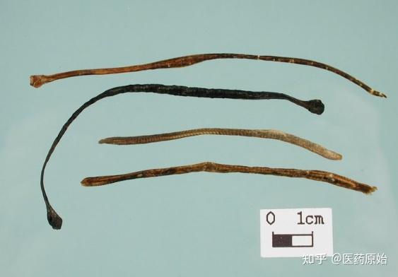 水蛭水蛭药材柳叶蚂蟥柳叶蚂蟥狭长而扁,长5～12cm,宽0.1～0.5cm.