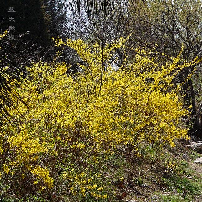 植物上看双黄连是啥