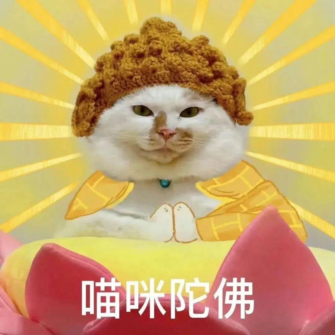 又到了存猫咪陀佛表情包的快乐时间