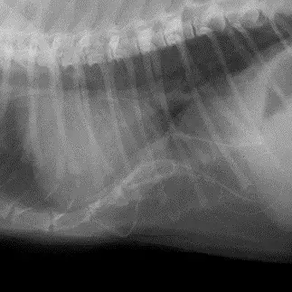 猫咪也可能有漏斗胸 轻度漏斗胸该如何发现 知乎