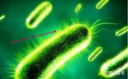 包装饮用水饮用天然矿泉水铜绿假单胞菌和溴酸盐超标及危害矿泉水生产