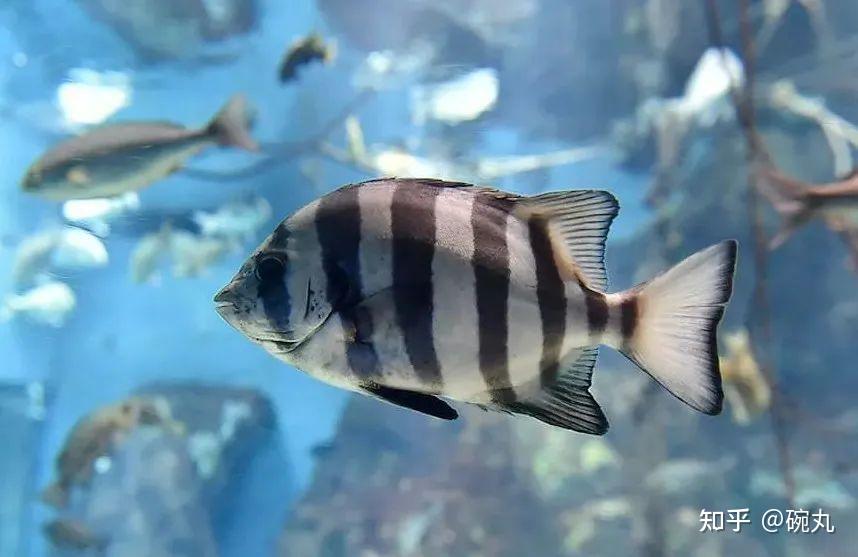 真鲷有几分相似,但真鲷是来自鲈形目鲷科,石鲷却是来自石鲷科(石鲷属)