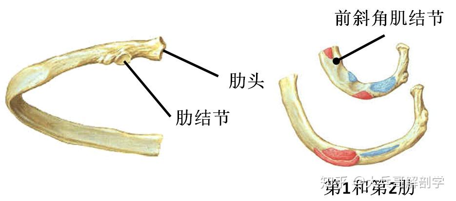 椎体肋凹图片