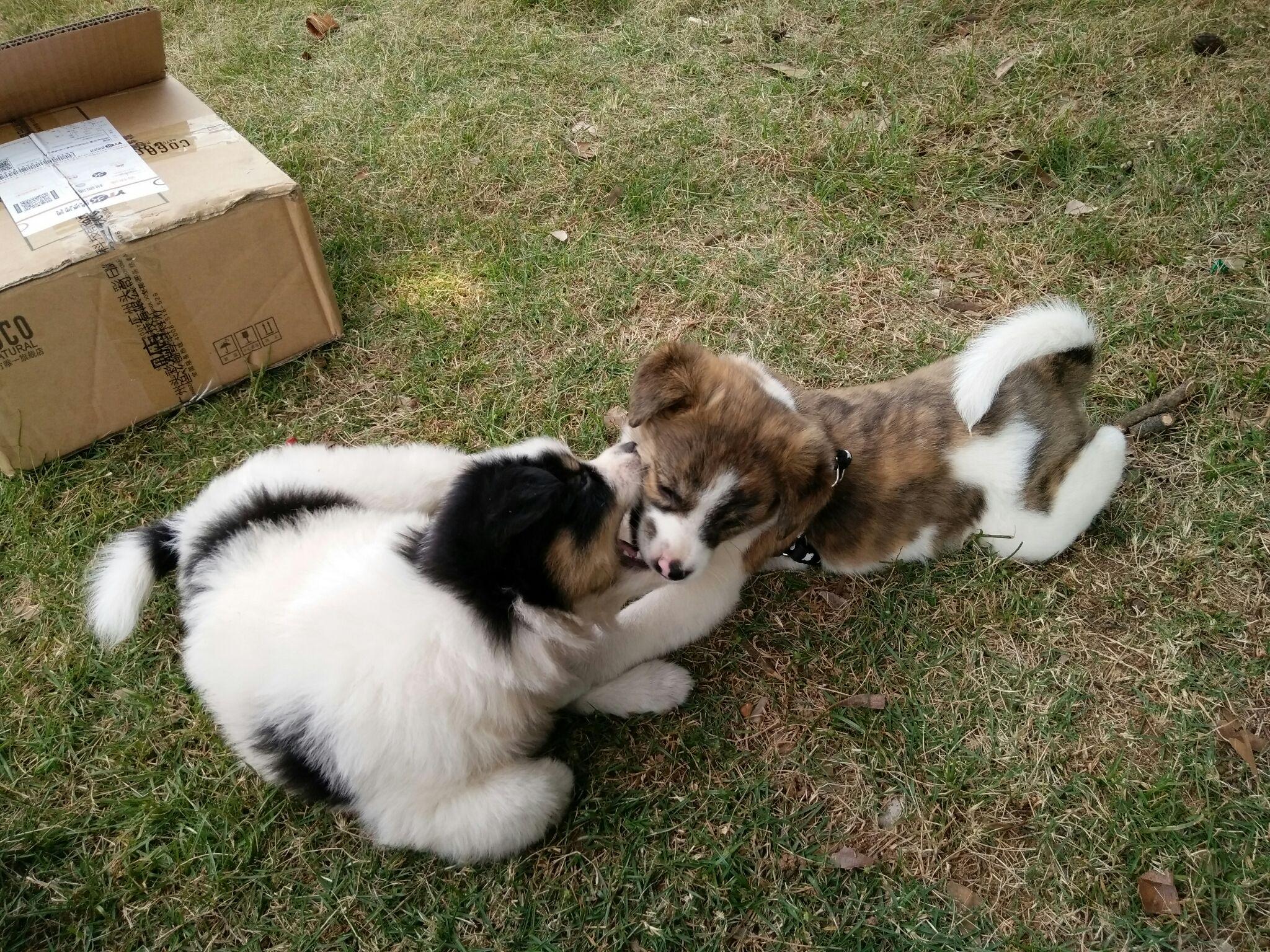 在大学寝室养狗应该注意哪些问题?