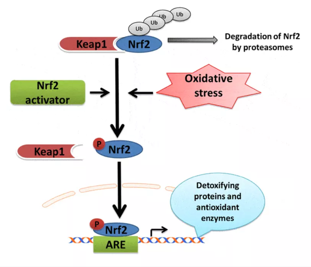 人员,2020年发表的一篇研究报告指出,人体细胞具有通过激活 nrf2通路