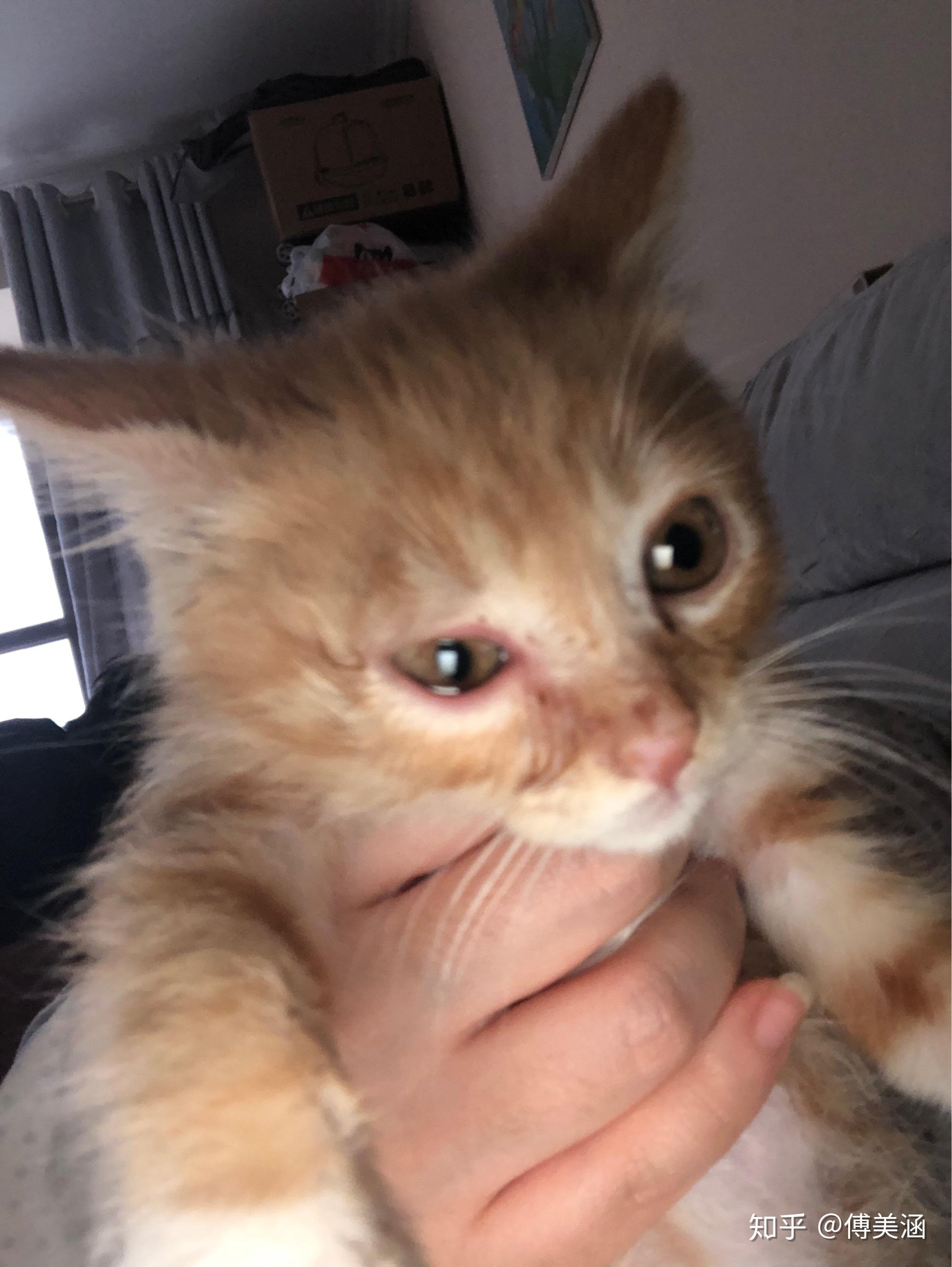 曝光黑心猫舍 - 知乎