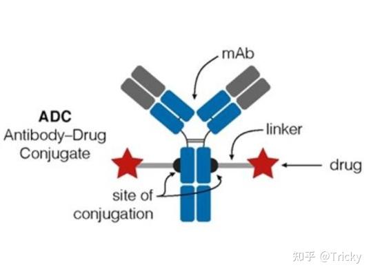 ADC抗体偶联——美登素DM1 - 知乎