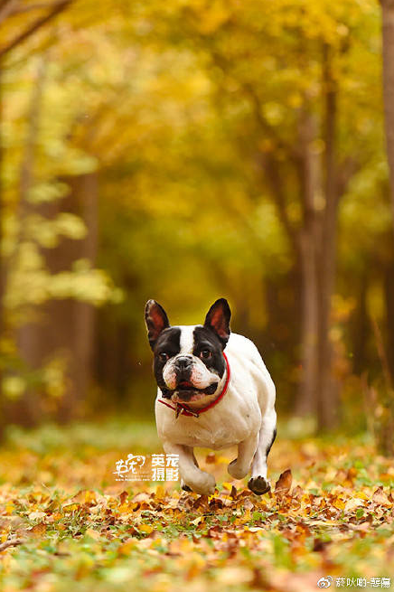 寵物攝影 尋找外景 公園篇 - 知乎