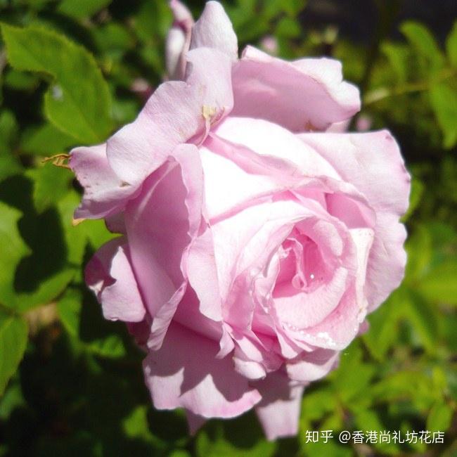 蔷薇和月季区别图解 v2-6595c451c047f2b97ef774b65ada3679_r.jpg