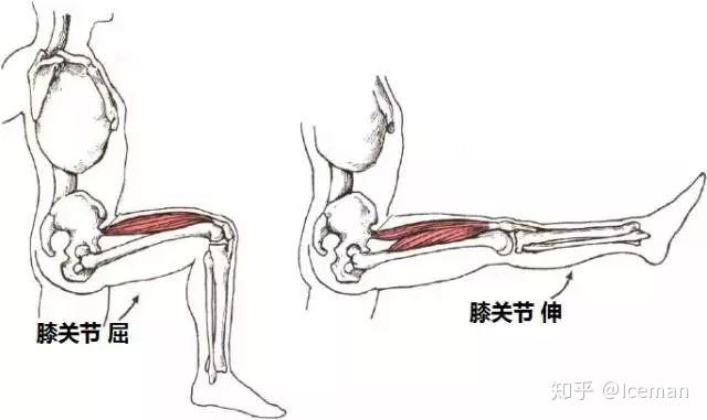 尤其是在膝伸最后20°,更需要膝屈的肌肉做离心控制,才能够保证关节的