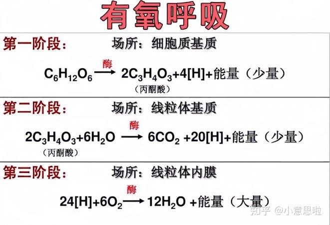 聽說你不會光合作用和細胞呼吸