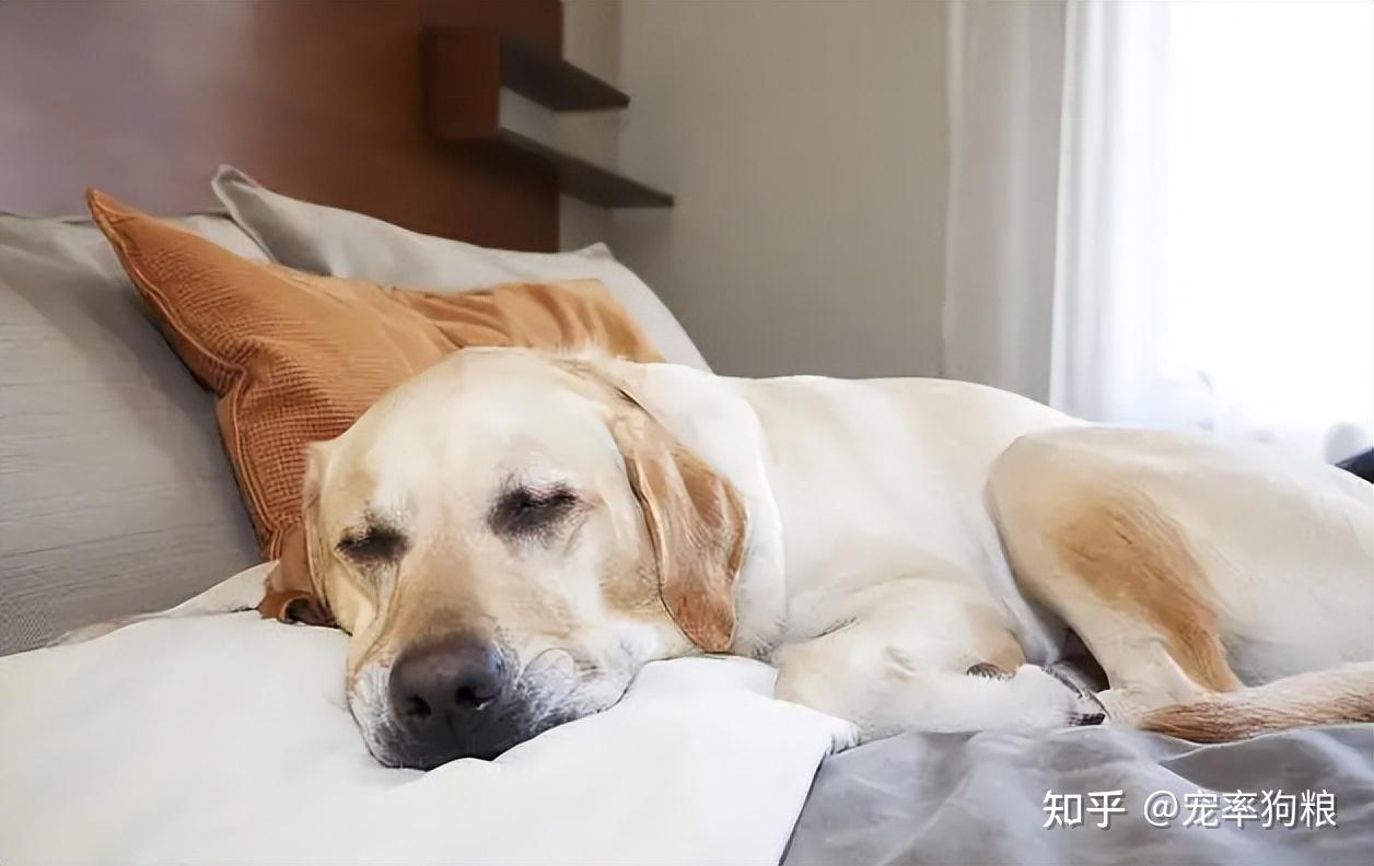 一只白色的小狗蜷缩在毯子上睡觉。高清摄影大图-千库网
