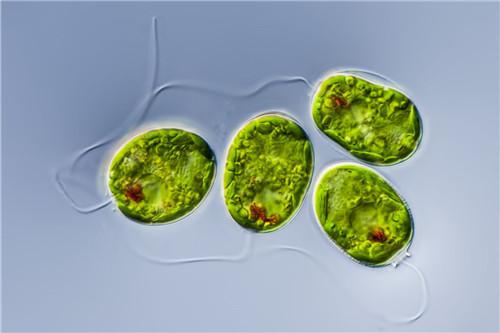 本道元每日一味裸藻