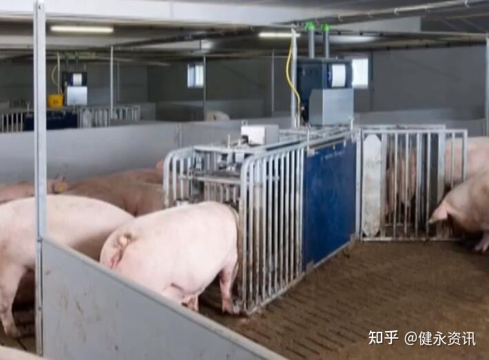 RFID养猪设备在自动化电子饲喂站的具体应用 - 知乎
