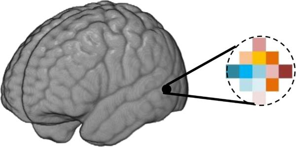 干货 | 实用指南之fMRI表征相似性分析 - 知乎