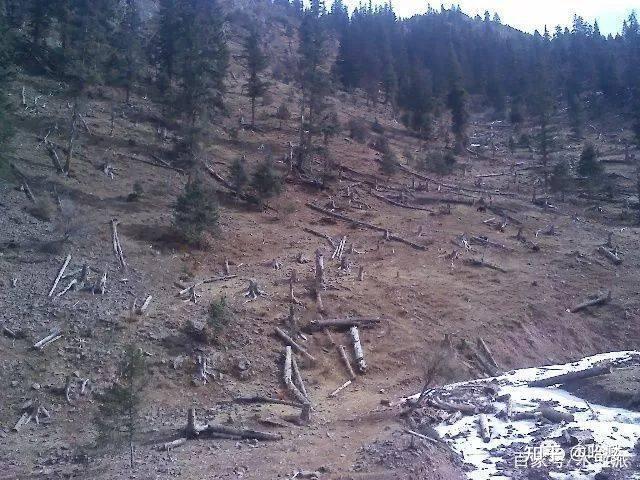 非洲人大量砍伐这一大树后被告知是世界稀有木头他们后悔了吗