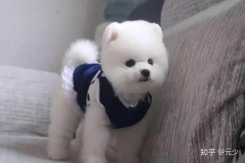 狗狗厌食 食欲不振 是什么原因 应该如何应对 知乎