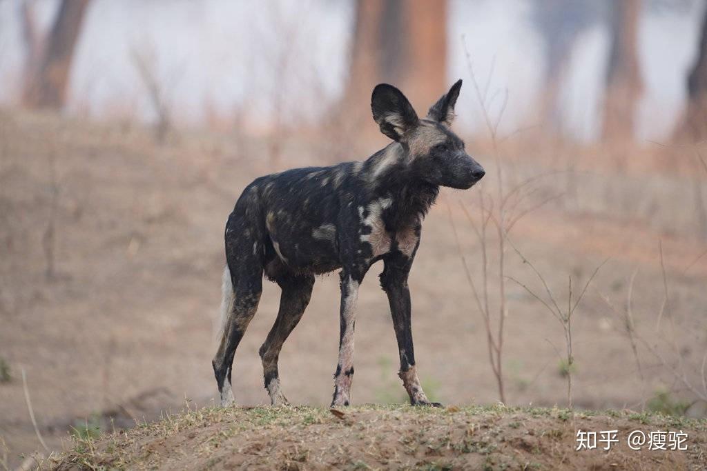 為什麼bbc紀錄片王朝要把paintedwolf翻譯為雜色狼而不是非洲獵犬