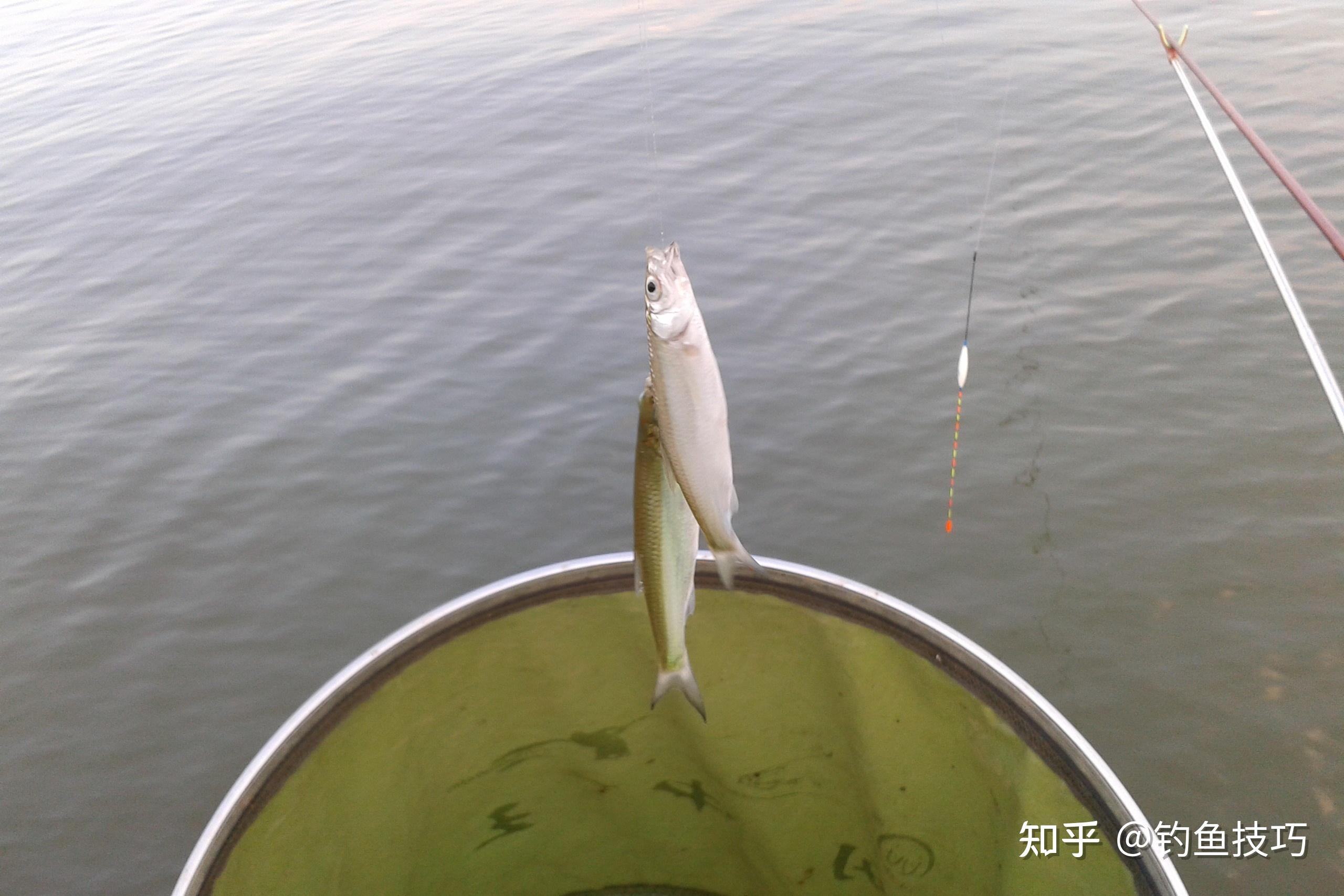 春季钓白条鱼的要诀，学会这4个技巧，钓大白条连竿中鱼很轻松_鱼是_线组_鲫鱼