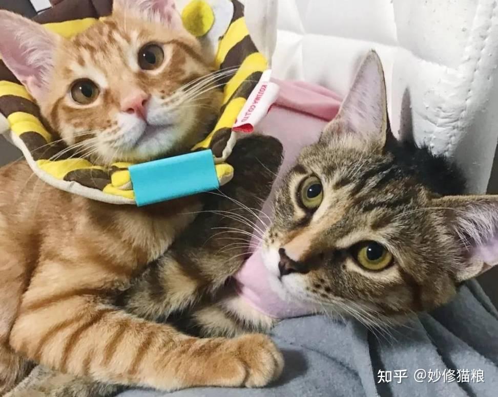 原来“公猫”和“母猫”差别很大,不是忽悠你! - 知乎