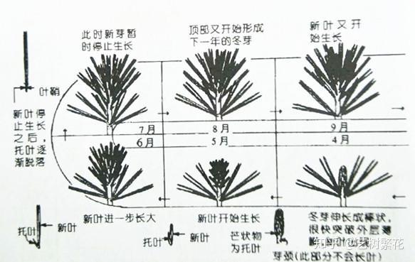 马尾松平面图例图片