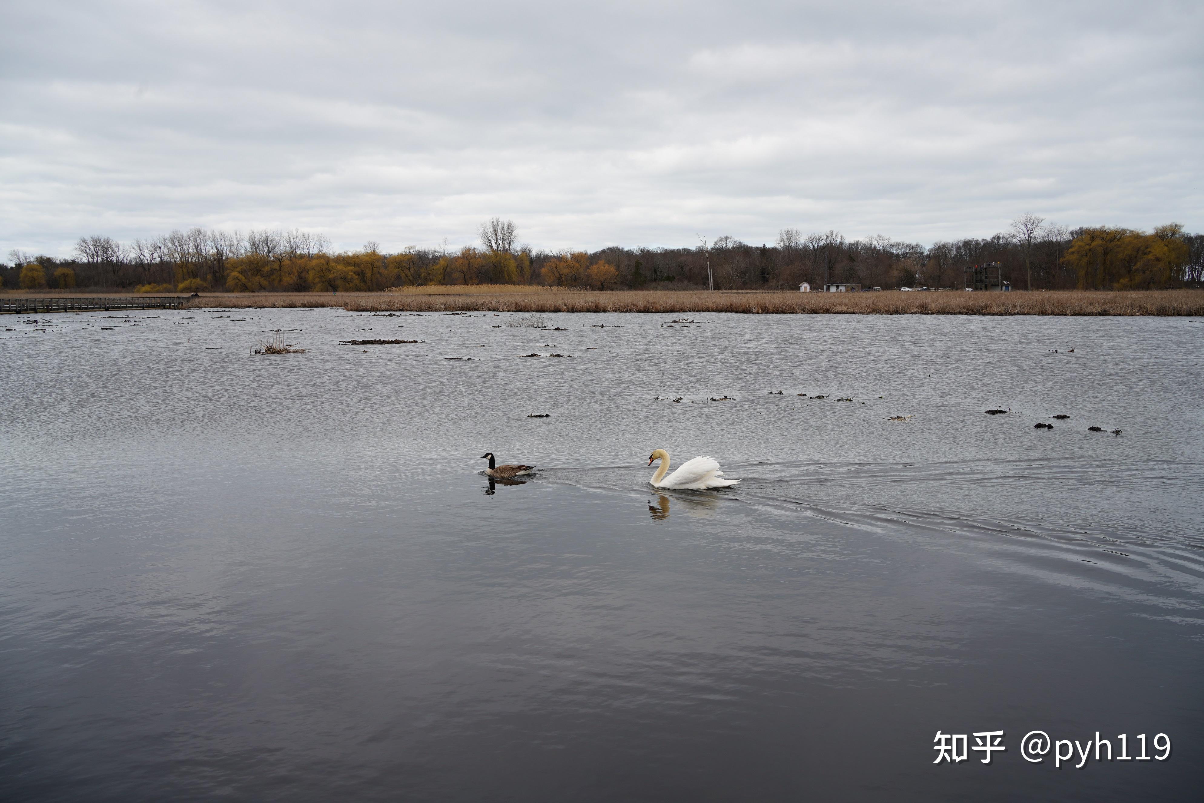 绿水湖畔的黑沼泽皮利角国家公园