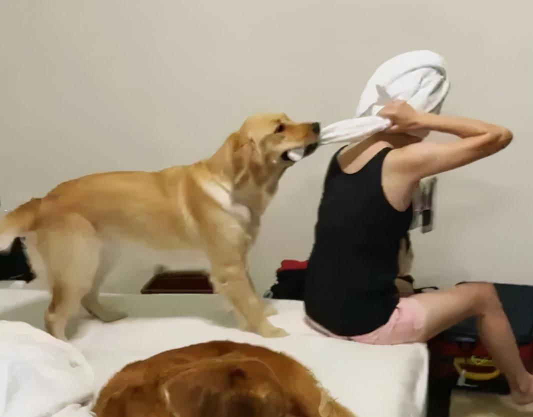 金毛发疯扯咬浴巾害她笑歪倒地隔壁淡定网友名副其实