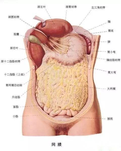 解剖人体 腹部图片