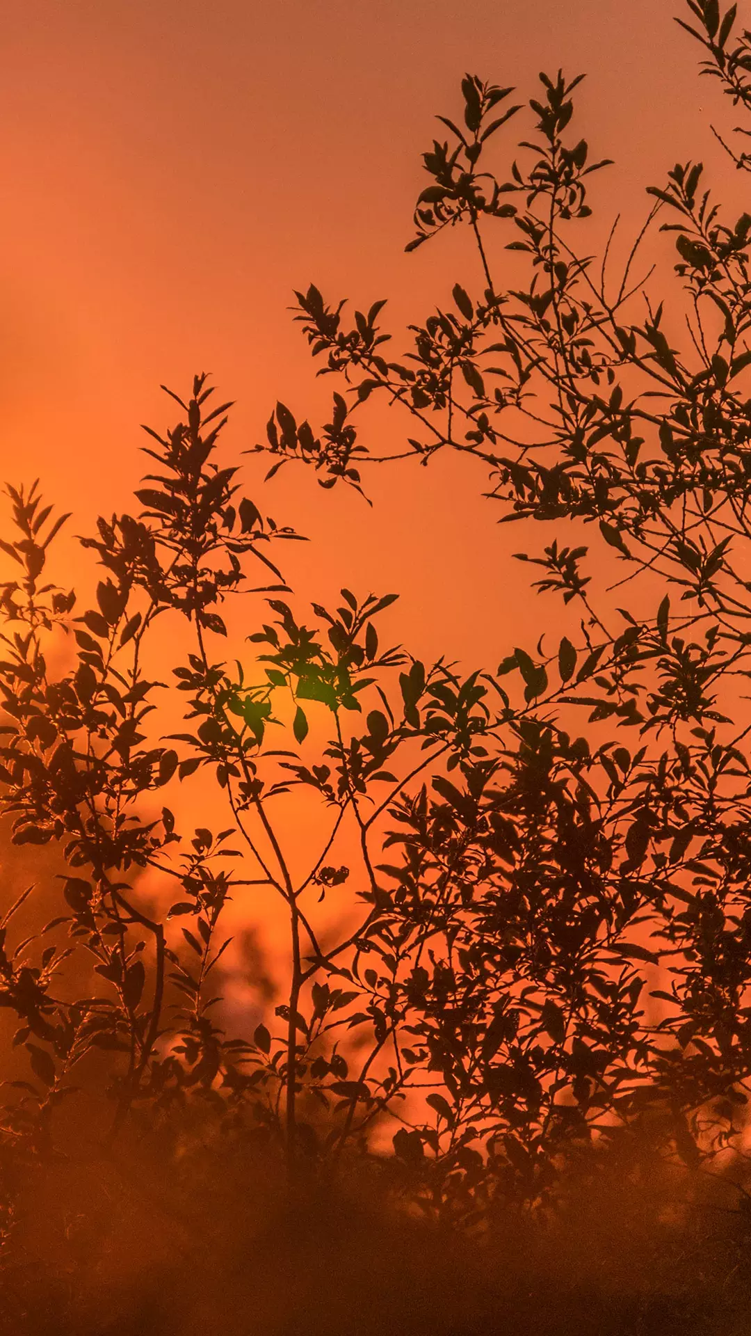 有哪些好看到爆的橙色系壁纸?