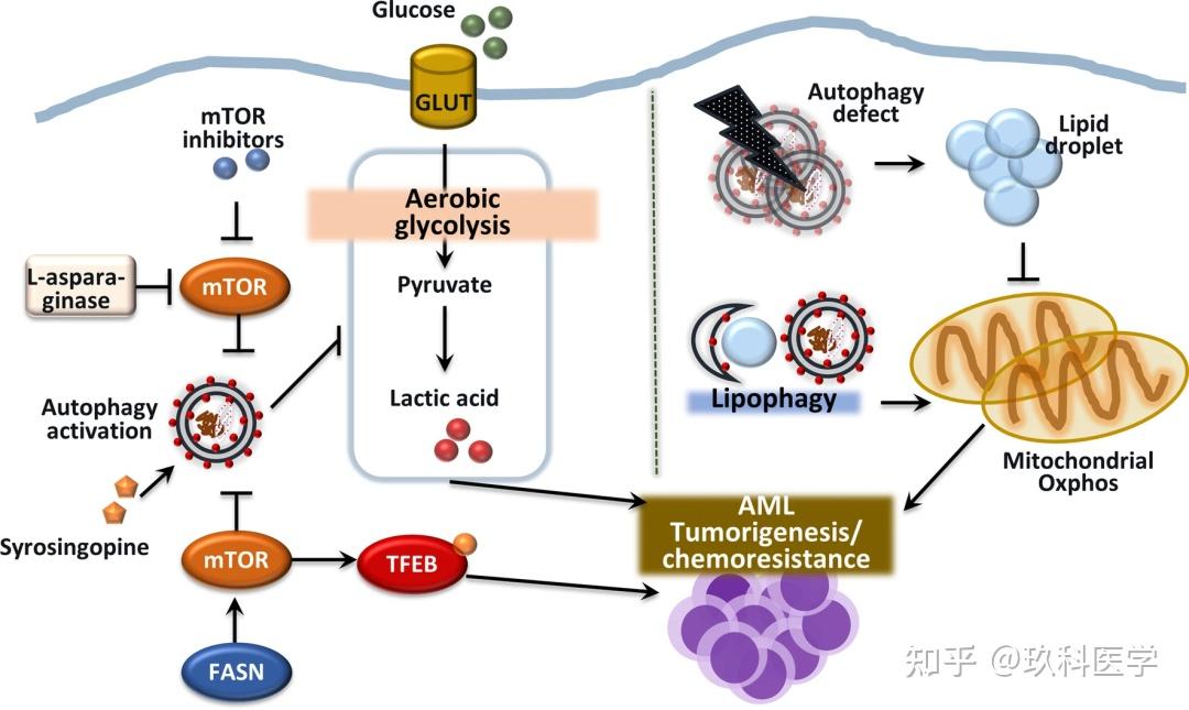 国自然热点：自噬类型及分子机制、关键蛋白 - 知乎