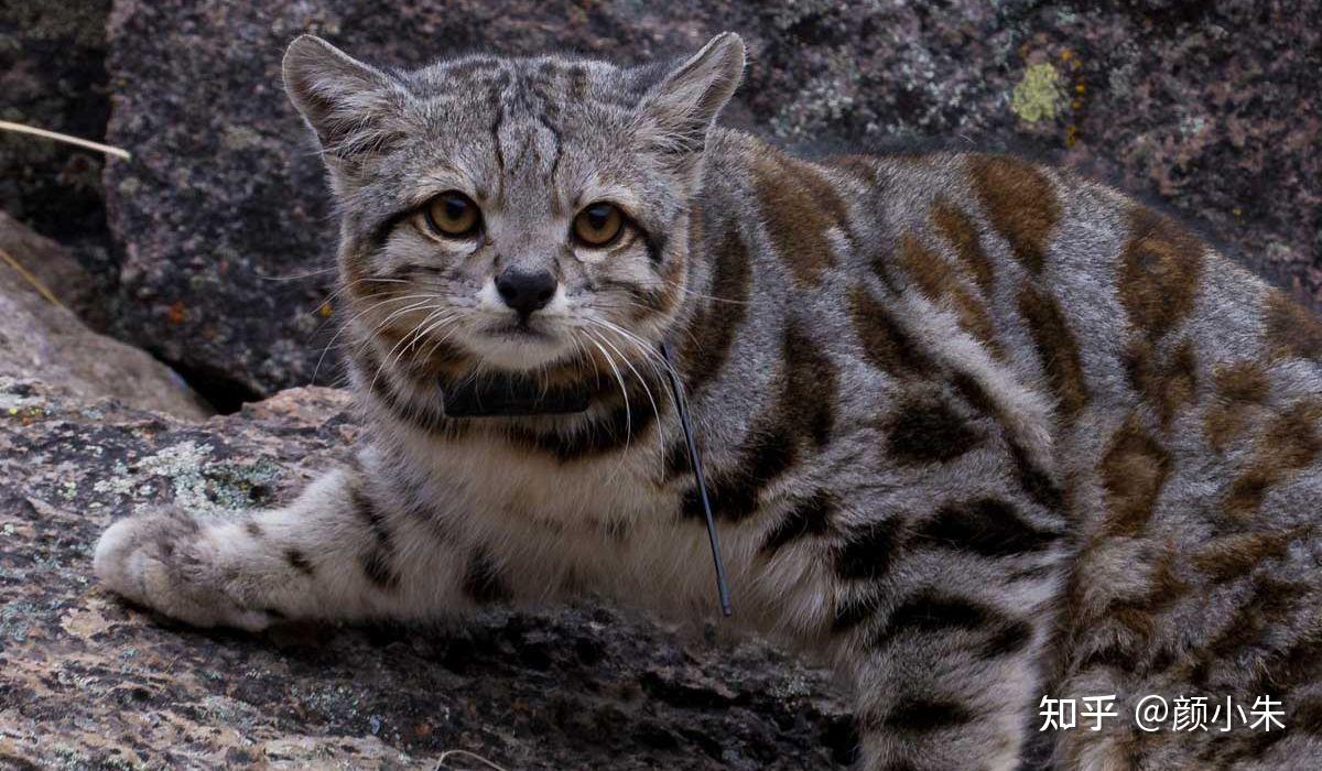 也叫安第斯山虎猫,是猫科动物里的颜值担当.