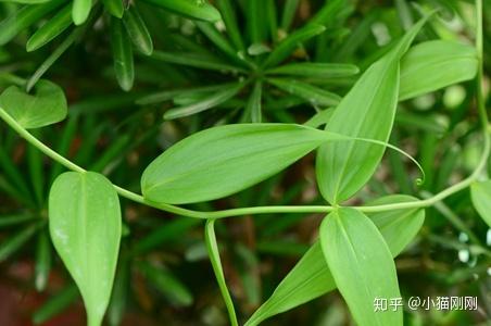 秋水仙科 colchicaceae 嘉蘭屬 gloriosa毒性原理:秋水仙鹼相關