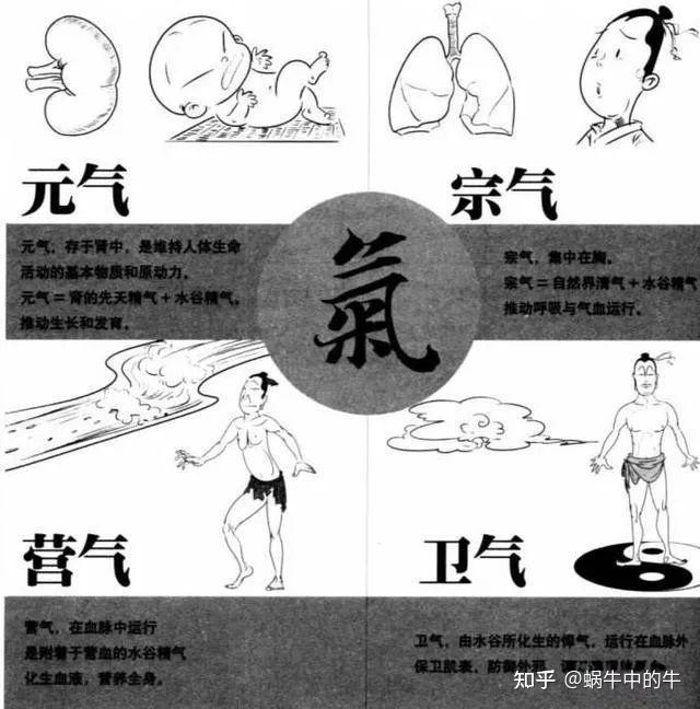 中医基础知识·气的分类 - 知乎
