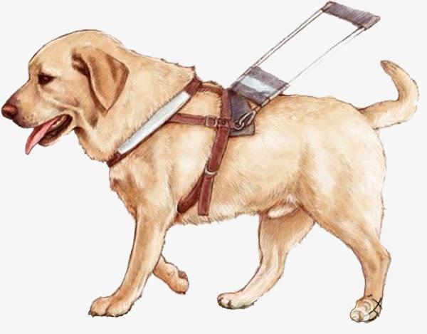 与导盲犬同行