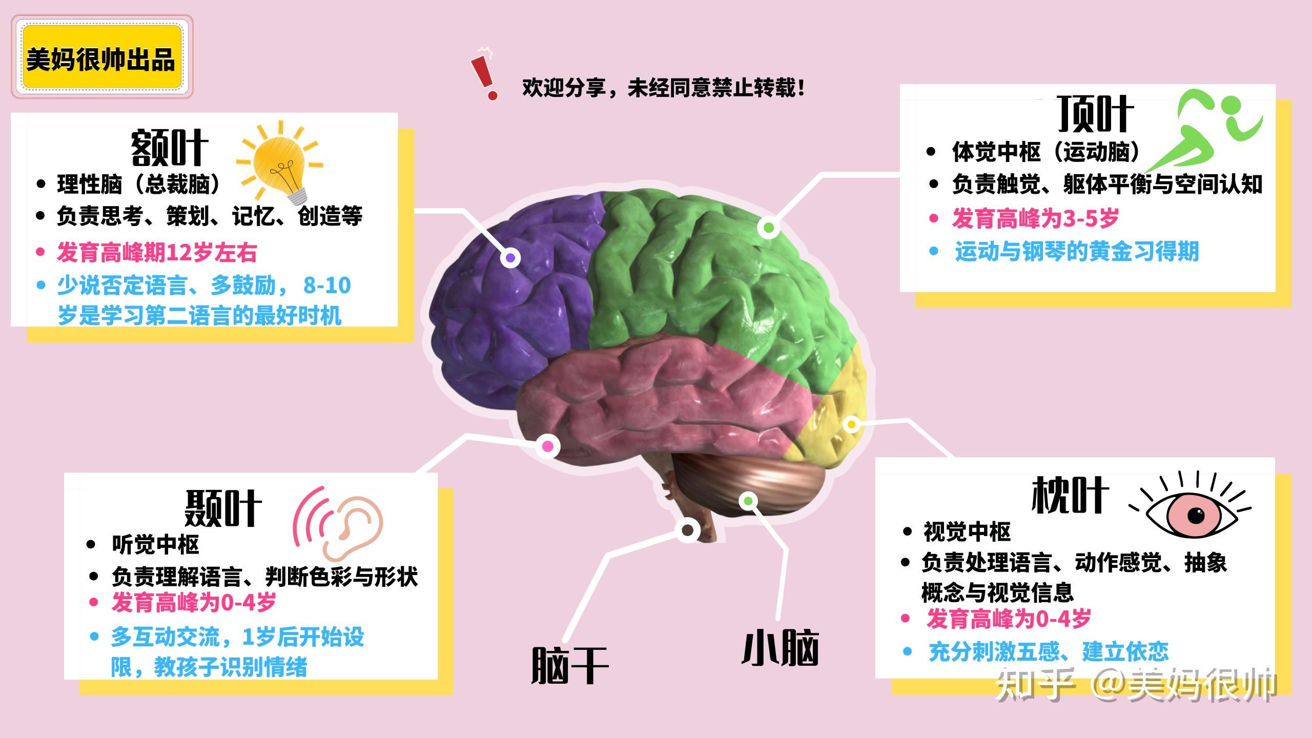 每个年龄段的大脑发育重点