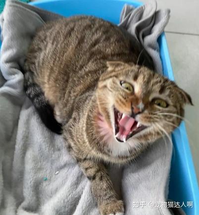 “超凶”的9种猫,猫友们要小心了! - 知乎