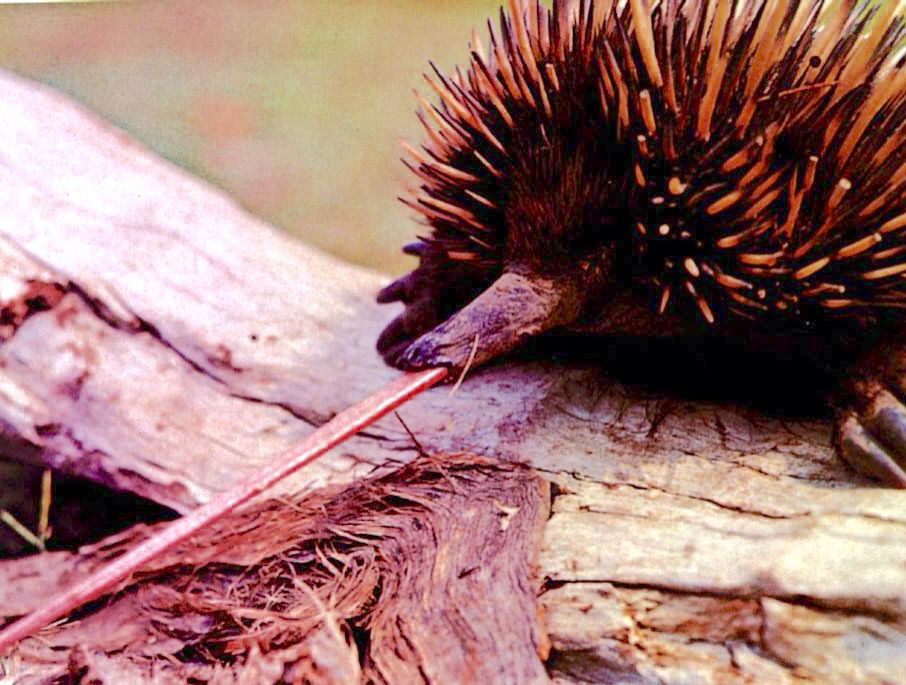 动物篇(75)·单孔目