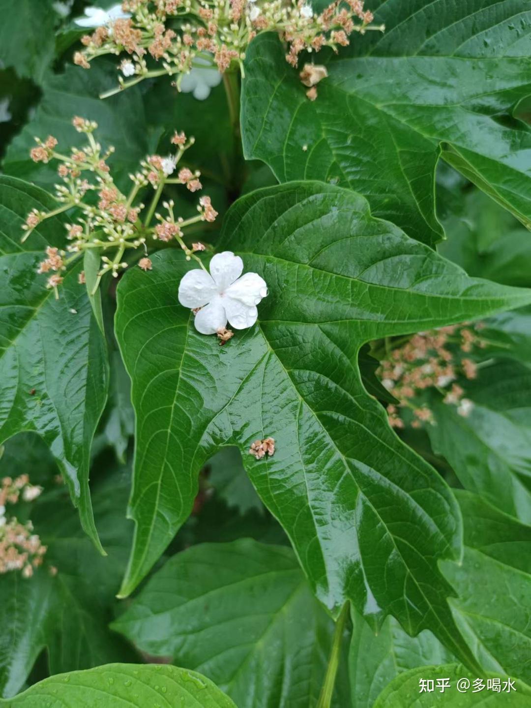 "天目琼花"和"鸡树条" - 知乎