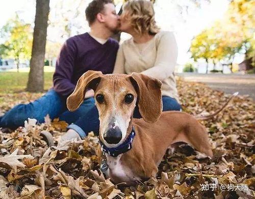 与其说你在养狗,不如说它在"养"你 - 知乎