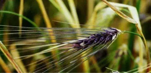 黑青稞 —— 来自高原的"黑珍珠",现代都市人的新宠 - 知乎