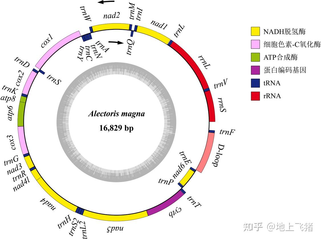 【线粒体基因组分析】06.使用OGDraw绘制线粒体基因组结构图及简单美化 - 知乎