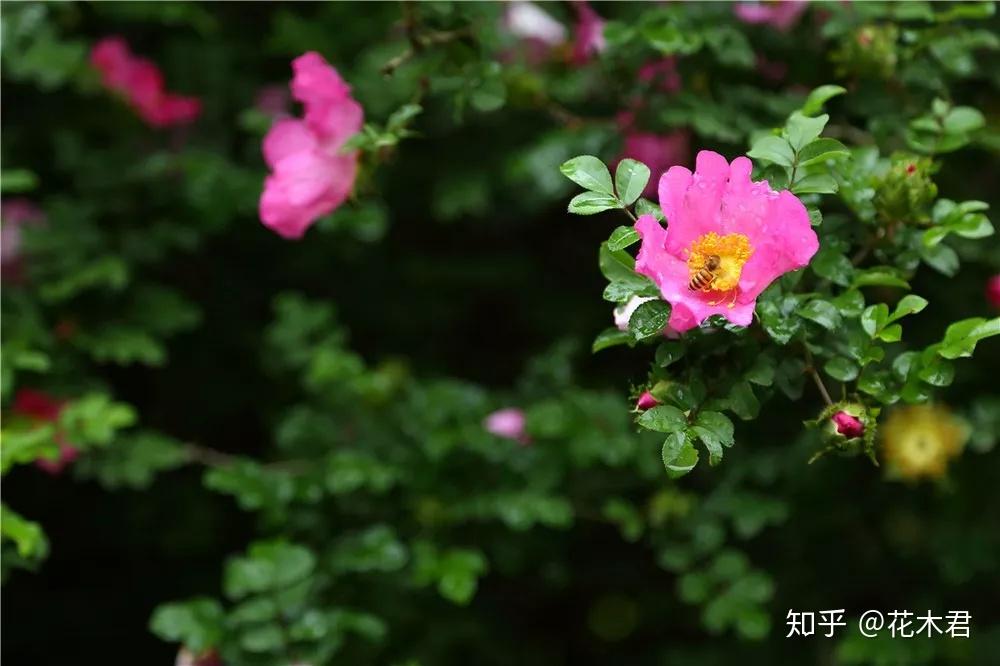 刺梨(缫丝花):果实酸甜可口,花朵也如此娇美 - 知乎