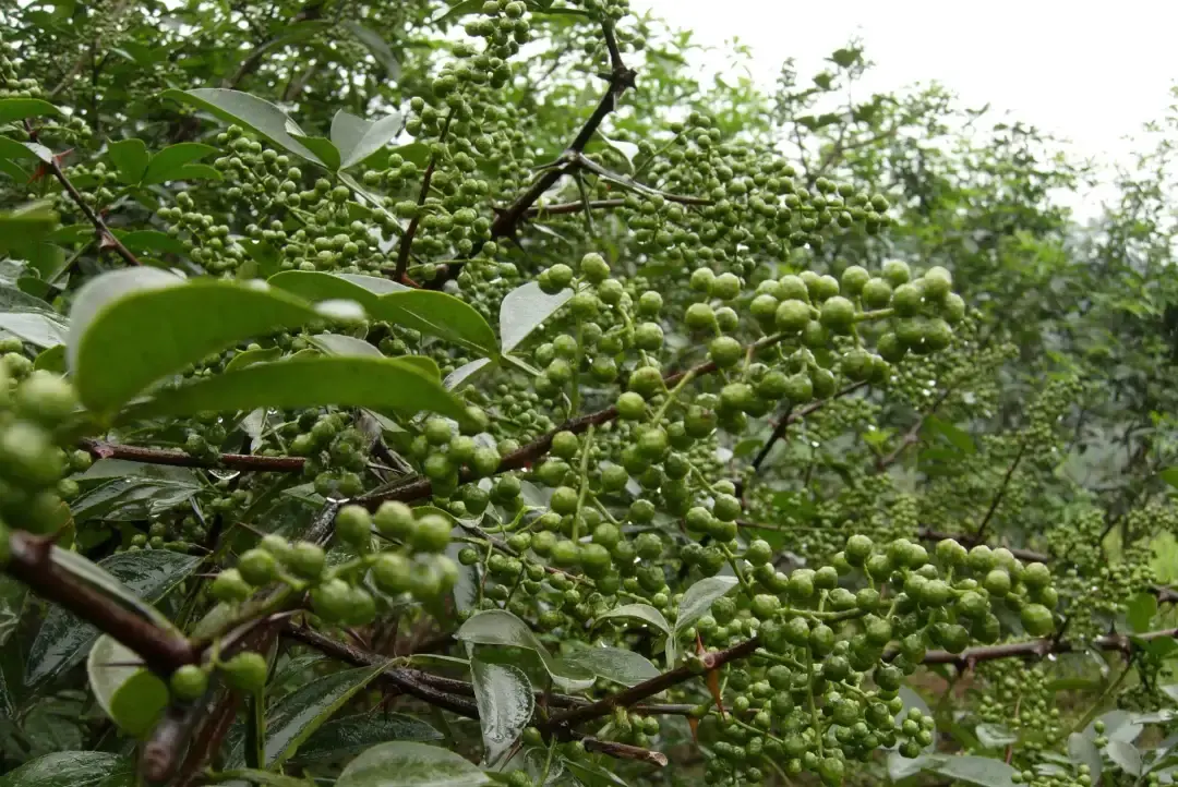共建共享花椒和重庆小面持续发展新蓝图