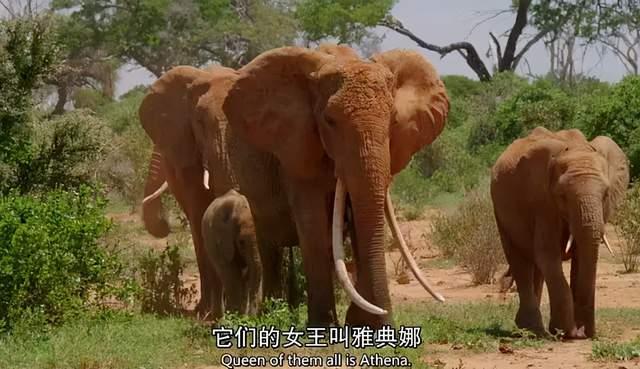 《大象女王》这部纪录片在豆瓣的评分高达9.3分.