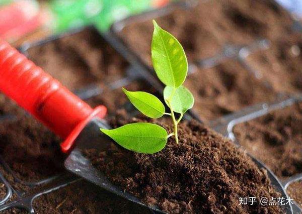 什么是种植土?种植土有什么要求? - 知乎